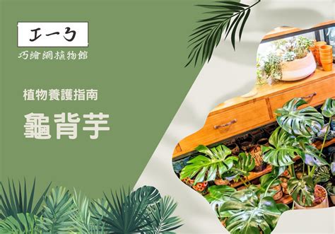 店面植物|店門口植物選購指南